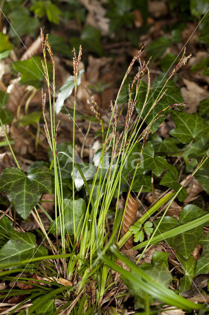 Vingerzegge (Carex digitata)