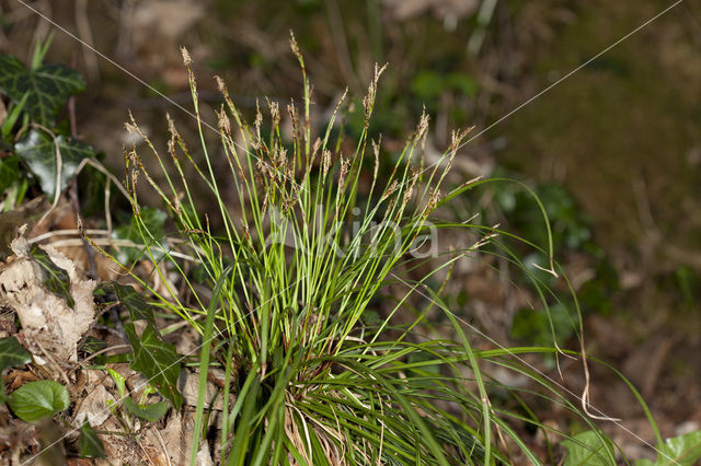 Vingerzegge (Carex digitata)