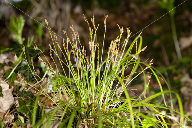 Vingerzegge (Carex digitata)