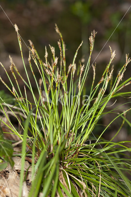 Vingerzegge (Carex digitata)