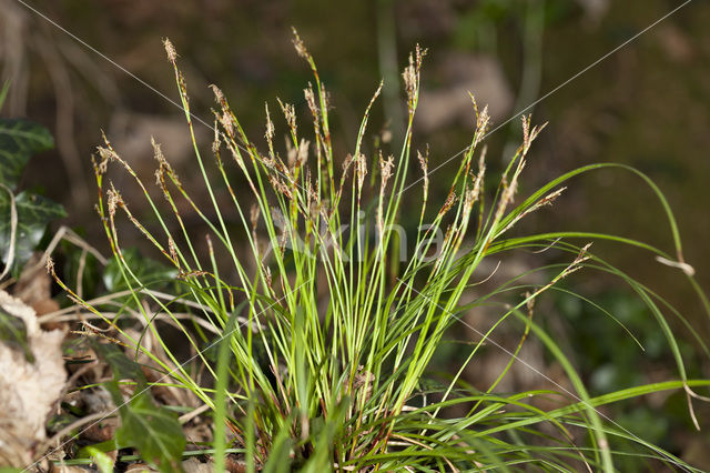 Vingerzegge (Carex digitata)