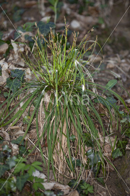 Vingerzegge (Carex digitata)