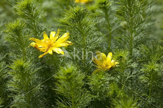 Voorjaarsadonis (Adonis vernalis)