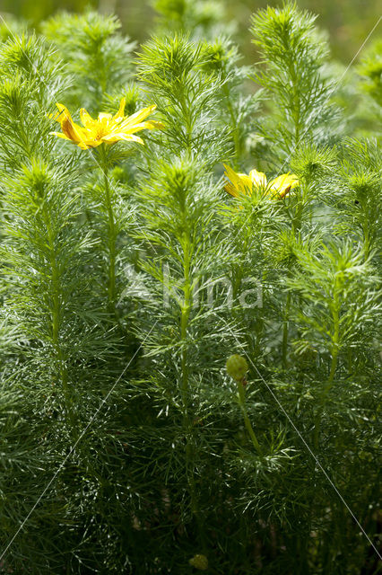 Voorjaarsadonis (Adonis vernalis)