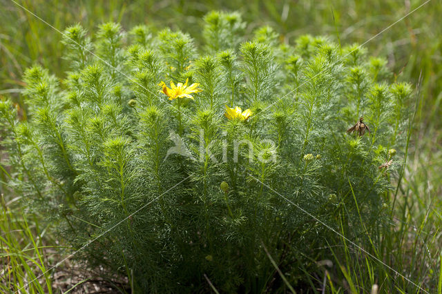 Voorjaarsadonis (Adonis vernalis)