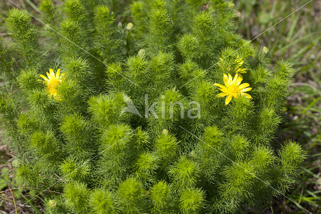 Voorjaarsadonis (Adonis vernalis)