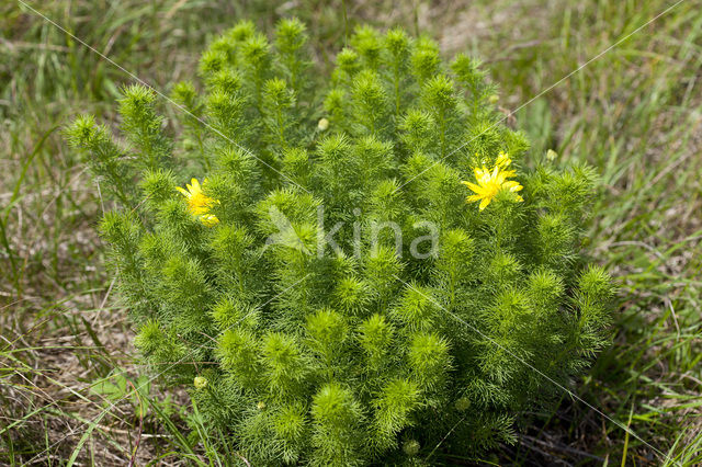 Voorjaarsadonis (Adonis vernalis)