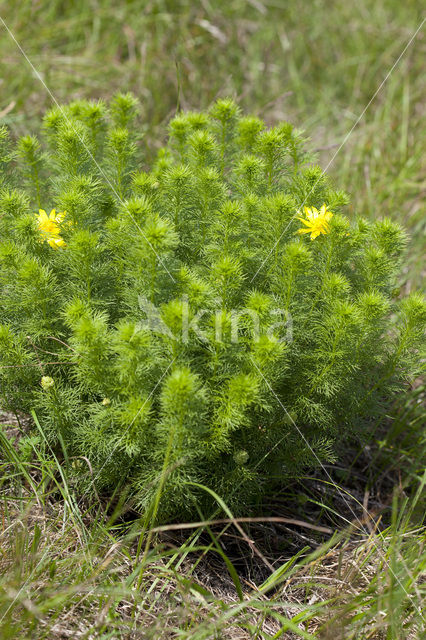 Voorjaarsadonis (Adonis vernalis)