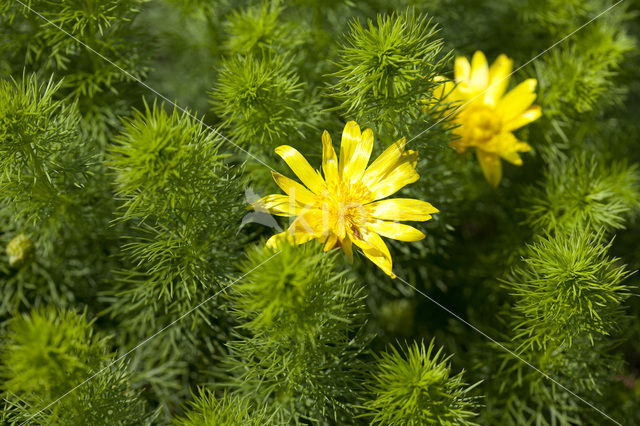 Voorjaarsadonis (Adonis vernalis)