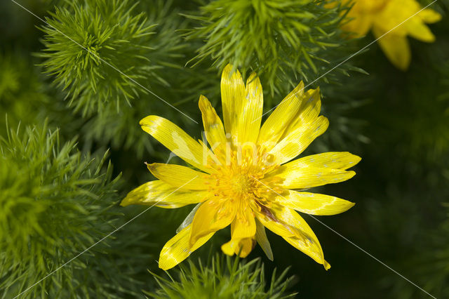 Voorjaarsadonis (Adonis vernalis)