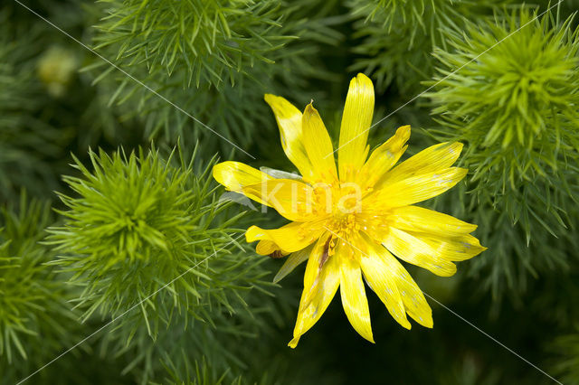 Voorjaarsadonis (Adonis vernalis)