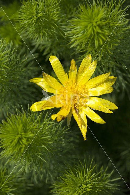 Voorjaarsadonis (Adonis vernalis)