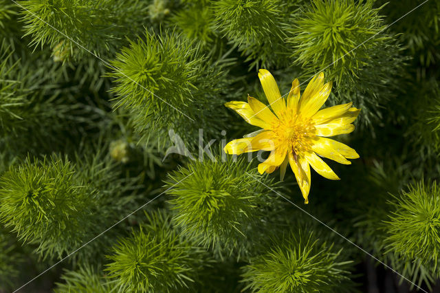 Voorjaarsadonis (Adonis vernalis)