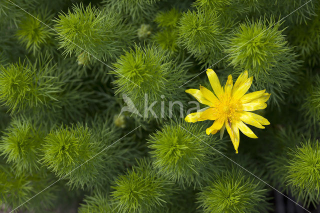 Voorjaarsadonis (Adonis vernalis)