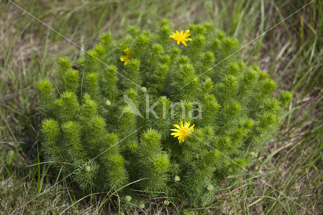 Voorjaarsadonis (Adonis vernalis)