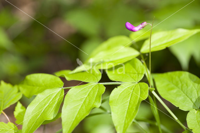 Voorjaarslathyrus (Lathyrus vernus)