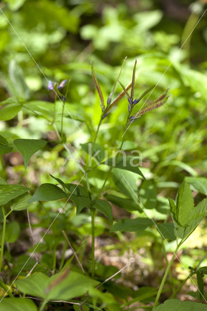 Voorjaarslathyrus (Lathyrus vernus)