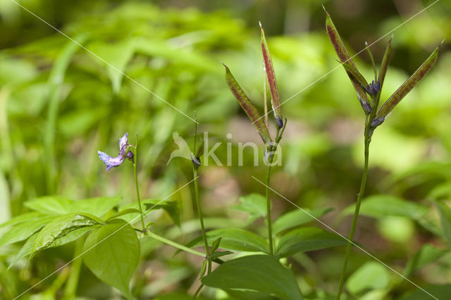 Voorjaarslathyrus (Lathyrus vernus)