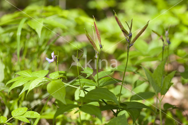 Voorjaarslathyrus (Lathyrus vernus)