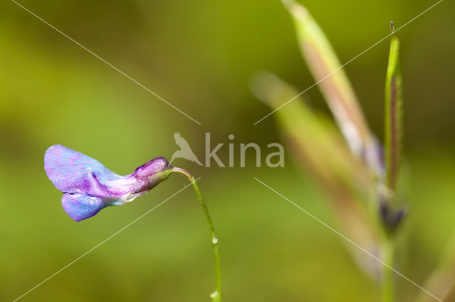 Voorjaarslathyrus (Lathyrus vernus)