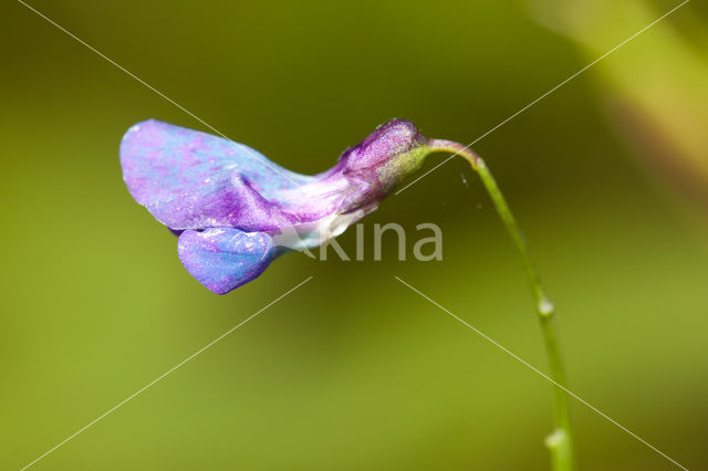 Voorjaarslathyrus (Lathyrus vernus)