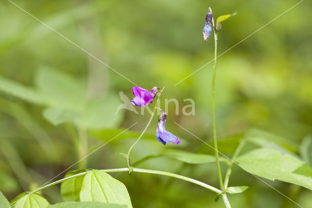 Voorjaarslathyrus (Lathyrus vernus)