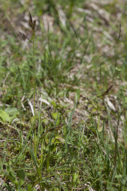 Spring-sedge (Carex caryophyllea)