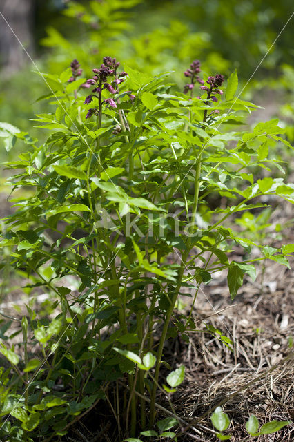 Vuurwerkplant (Dictamnus albus)