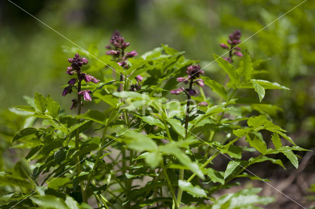 Vuurwerkplant (Dictamnus albus)