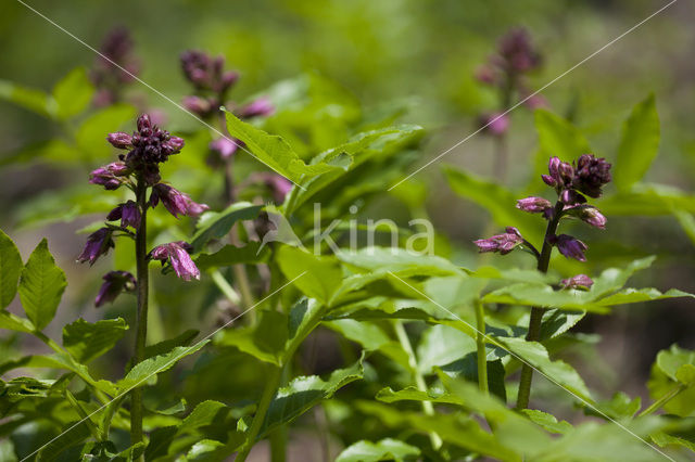 Vuurwerkplant (Dictamnus albus)