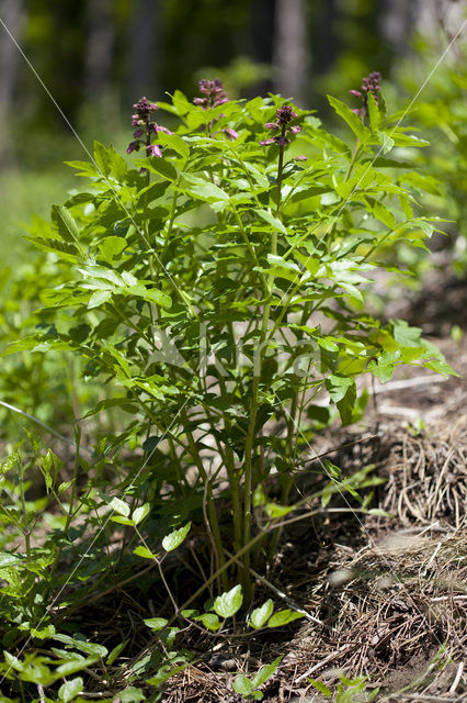 Vuurwerkplant (Dictamnus albus)