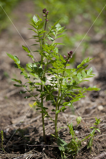 Vuurwerkplant (Dictamnus albus)