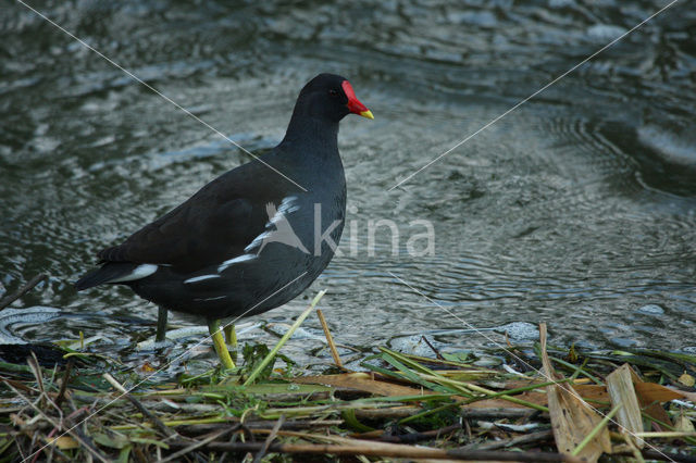 Waterhoen (Gallinula chloropus)