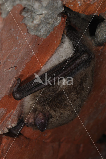 Watervleermuis (Myotis daubentonii)