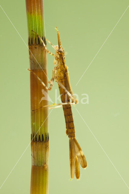 Weidebeekjuffer (Calopteryx splendens)