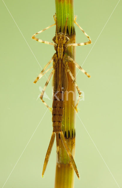 Weidebeekjuffer (Calopteryx splendens)