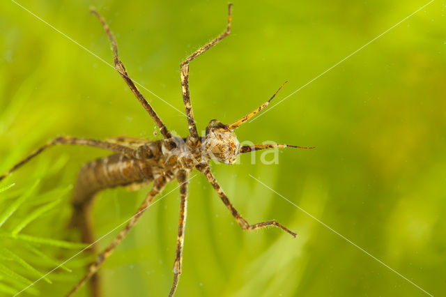 Weidebeekjuffer (Calopteryx splendens)