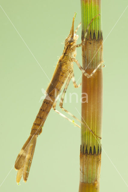 Weidebeekjuffer (Calopteryx splendens)