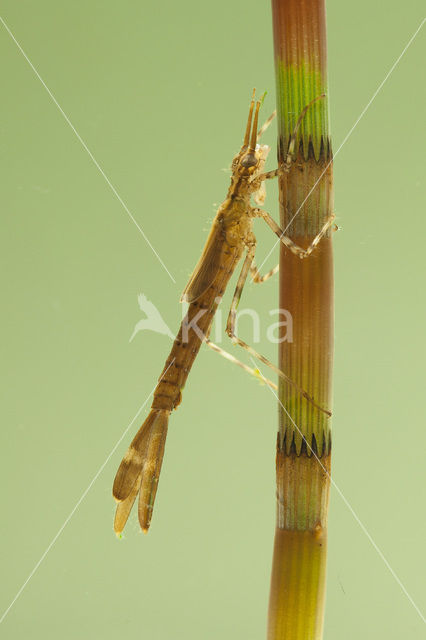 Weidebeekjuffer (Calopteryx splendens)