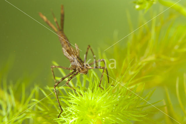 Weidebeekjuffer (Calopteryx splendens)