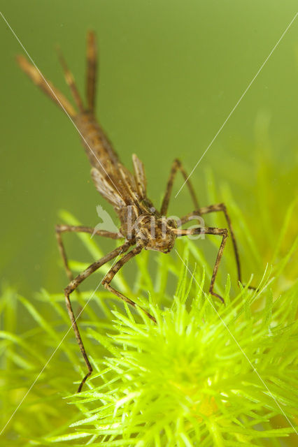 Weidebeekjuffer (Calopteryx splendens)