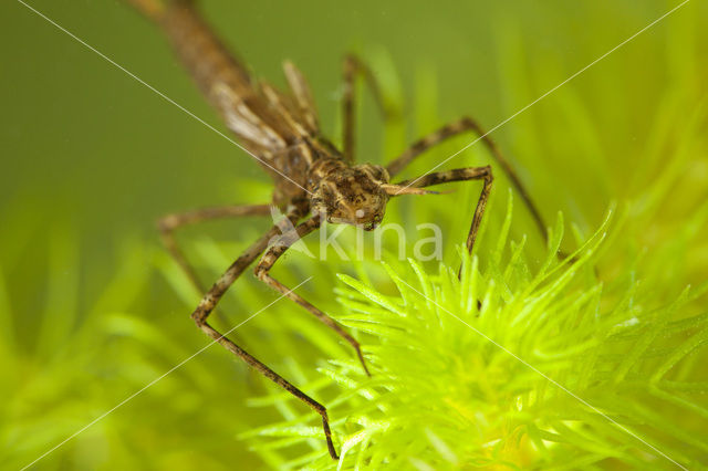 Weidebeekjuffer (Calopteryx splendens)