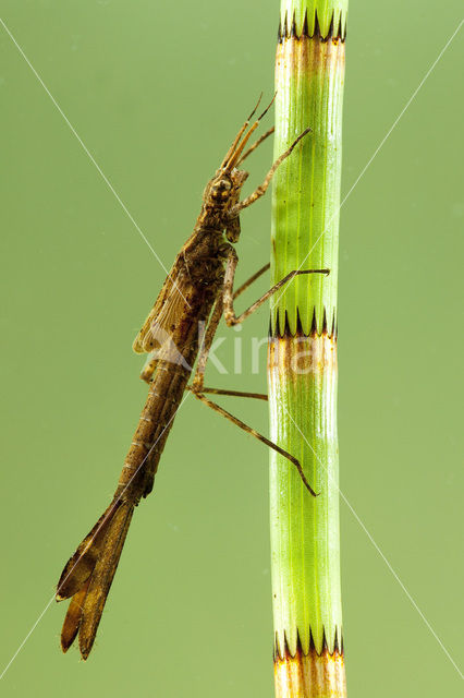 Weidebeekjuffer (Calopteryx splendens)