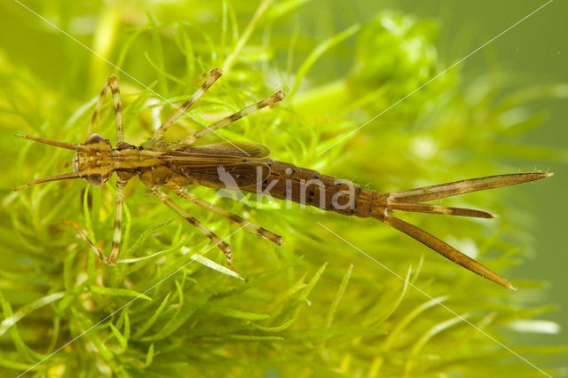 Weidebeekjuffer (Calopteryx splendens)