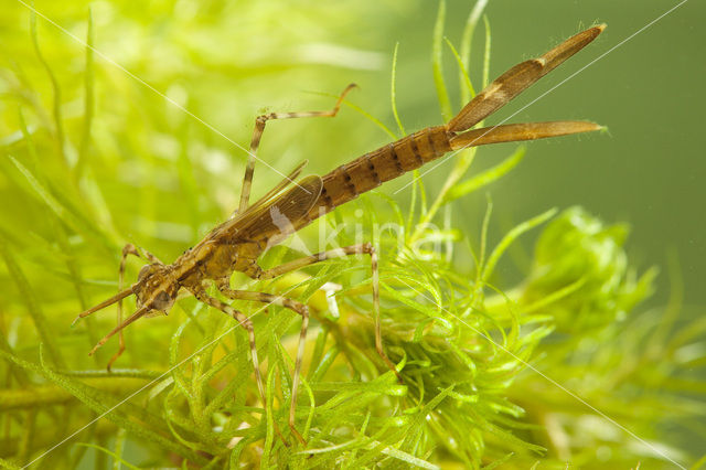 Weidebeekjuffer (Calopteryx splendens)