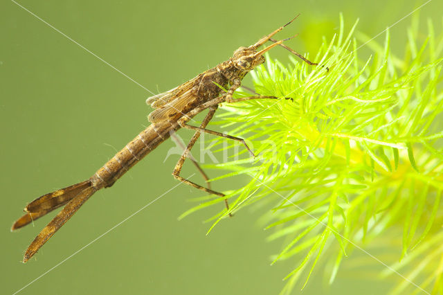 Weidebeekjuffer (Calopteryx splendens)