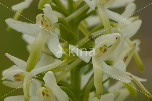 Welriekende nachtorchis (Platanthera bifolia)