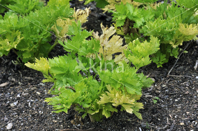 wild celery (Apium graveolens var dulce)