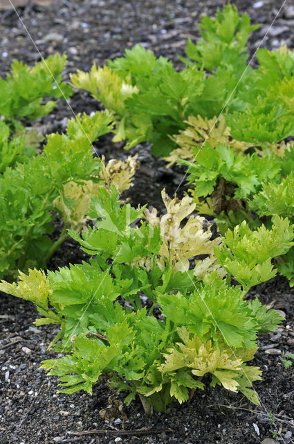 wild celery (Apium graveolens var dulce)