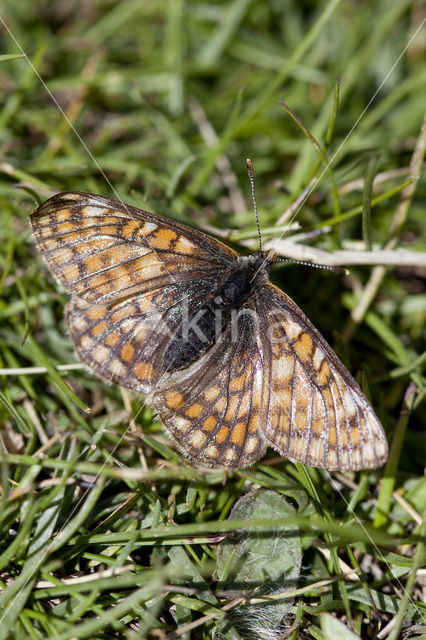 Witbonte parelmoervlinder (Euphydryas cynthia)